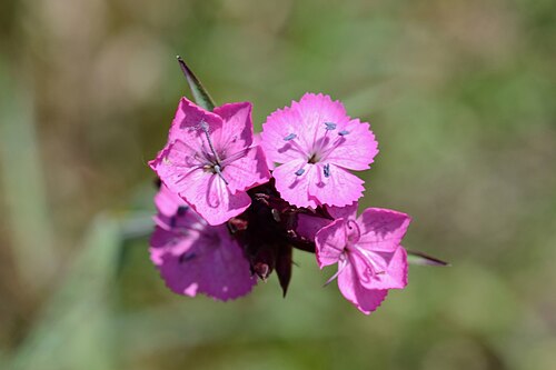 Dianthus giganteiformis: Dianthus pontederae