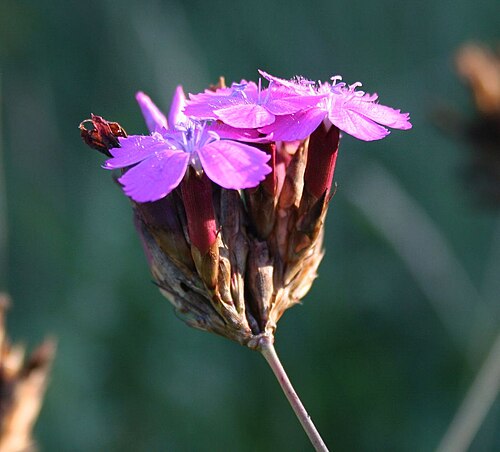Dianthus giganteiformis: Pannonische Karthäuser-Nelke ( Dianthus pontederae ), Nelkengewächse (Caryophyllaceae) - Österreich/Austria/Autriche: Niederösterreich, Alpenostrand, Glaslauter