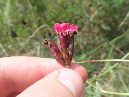Giant pink (Dianthus giganteus)