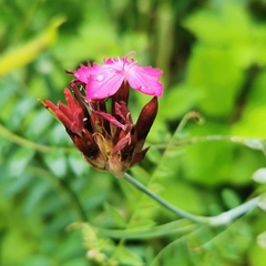 Giant pink (Dianthus giganteus)