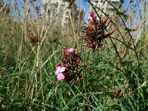 Giant pink (Dianthus giganteus)