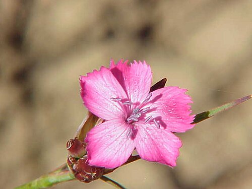 Giant pink: Species : Dianthus giganteus Family : Caryophyllaceae Image No. 1