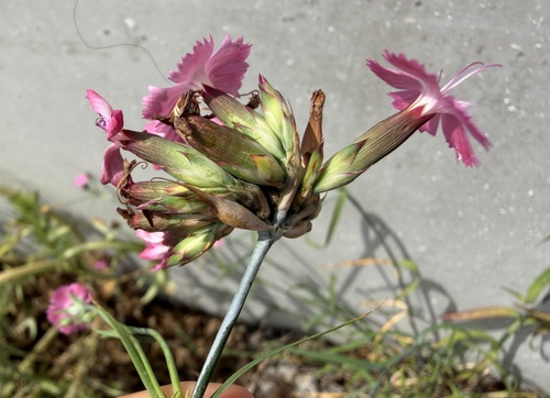 Giant pink (Dianthus giganteus)