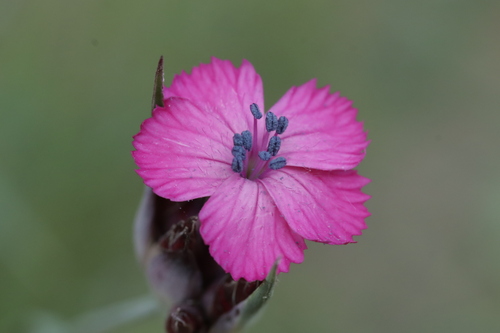 Giant pink (Dianthus giganteus)