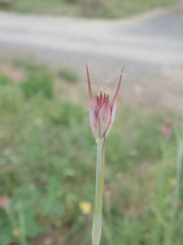 Giant pink (Dianthus giganteus)