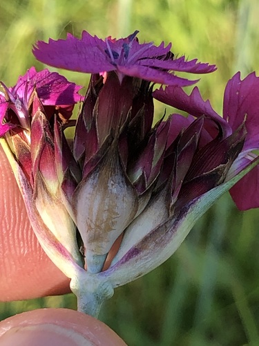 Giant pink (Dianthus giganteus)