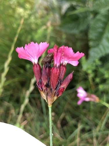 Giant pink (Dianthus giganteus)