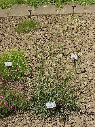 Giant pink (Dianthus giganteus)