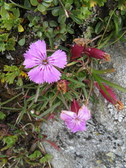 Glacier pink (Dianthus glacialis)