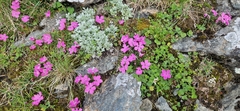 Glacier pink (Dianthus glacialis)
