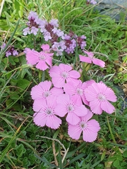 Glacier pink (Dianthus glacialis)