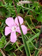 Glacier pink (Dianthus glacialis)