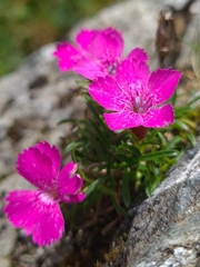 Glacier pink (Dianthus glacialis)