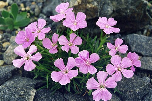 Glacier pink: Dianthus glacialis
