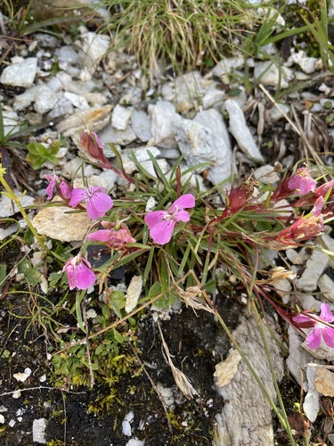 Glacier pink (Dianthus glacialis)