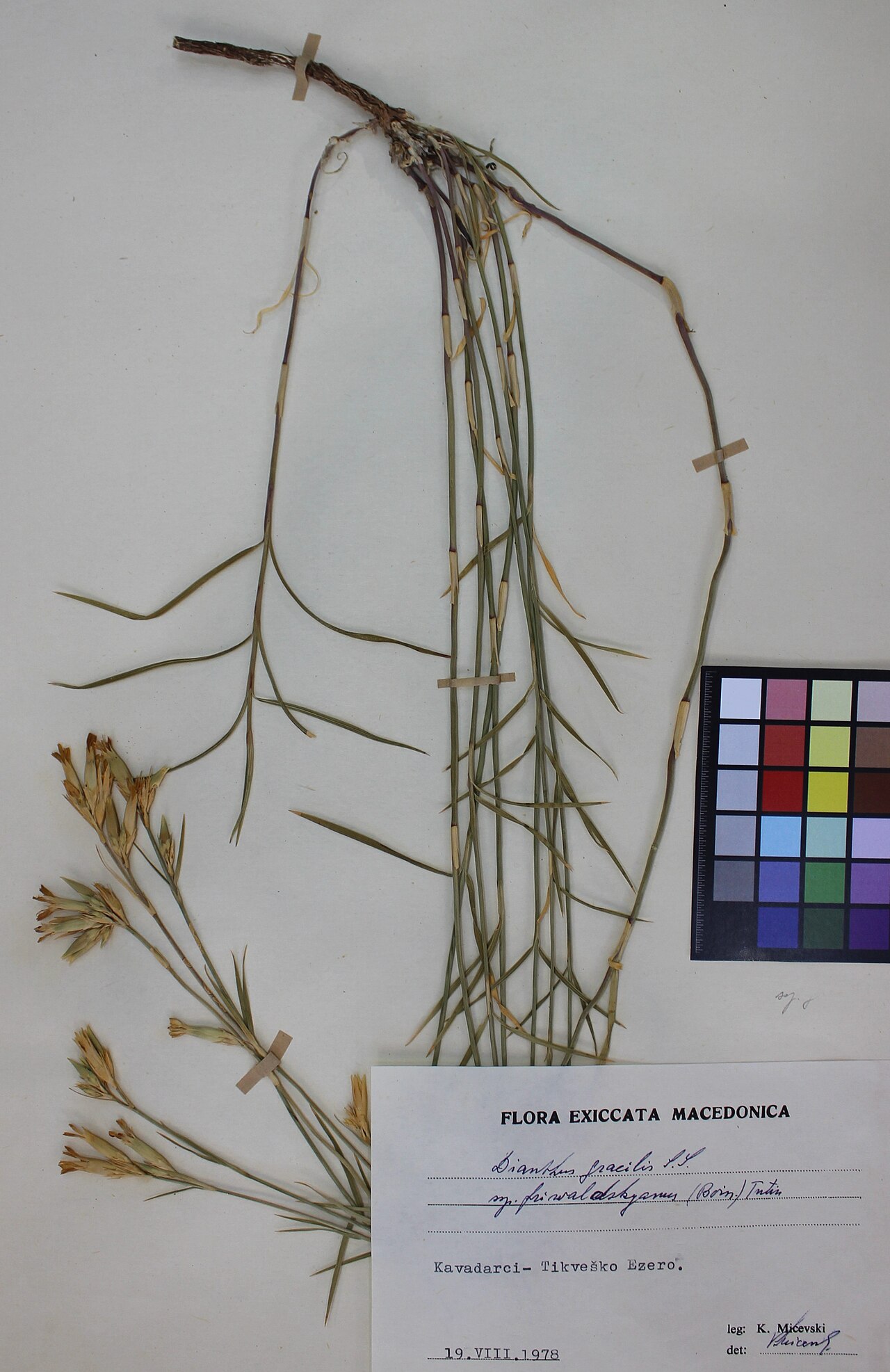 Dianthus gracilis: Dianthus Gracilis subsp. friwaldskyanus (Boiss.) Tutin.