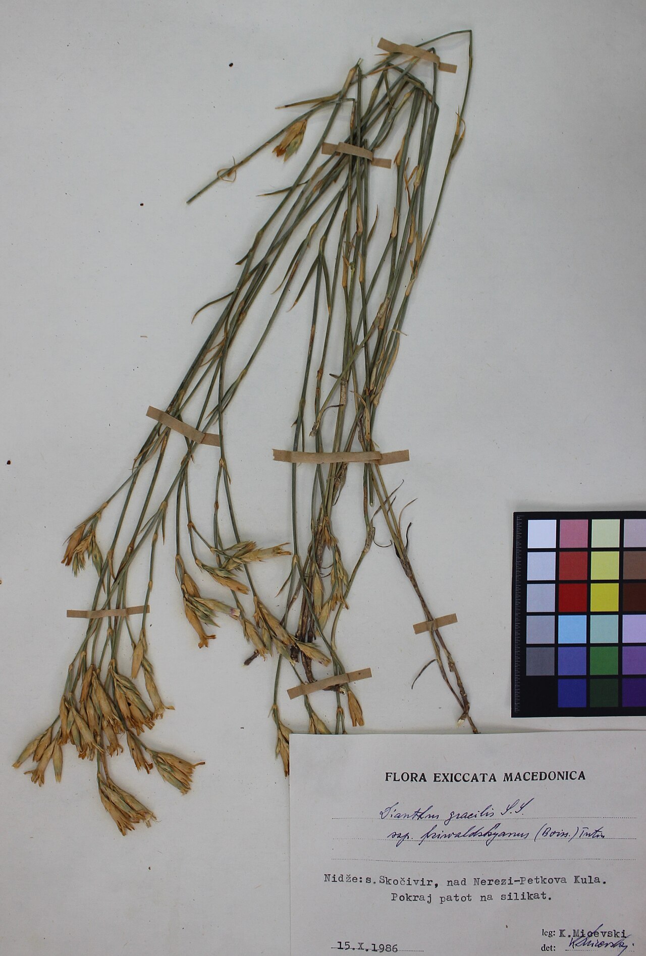 Dianthus gracilis: Dianthus Gracilis subsp. friwaldskyanus (Boiss.) Tutin.