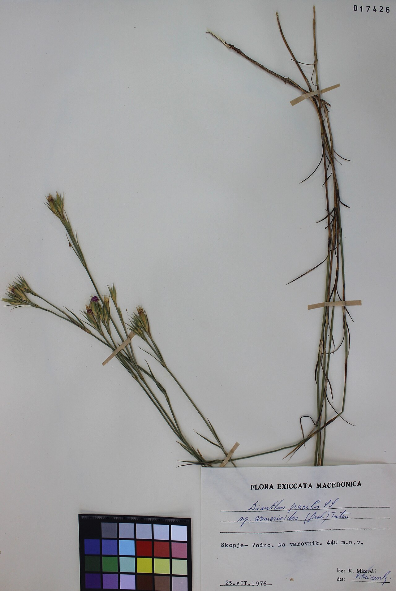 Dianthus gracilis: Dianthus Gracilis subsp. armeriodes (Griseb.) Tutin.