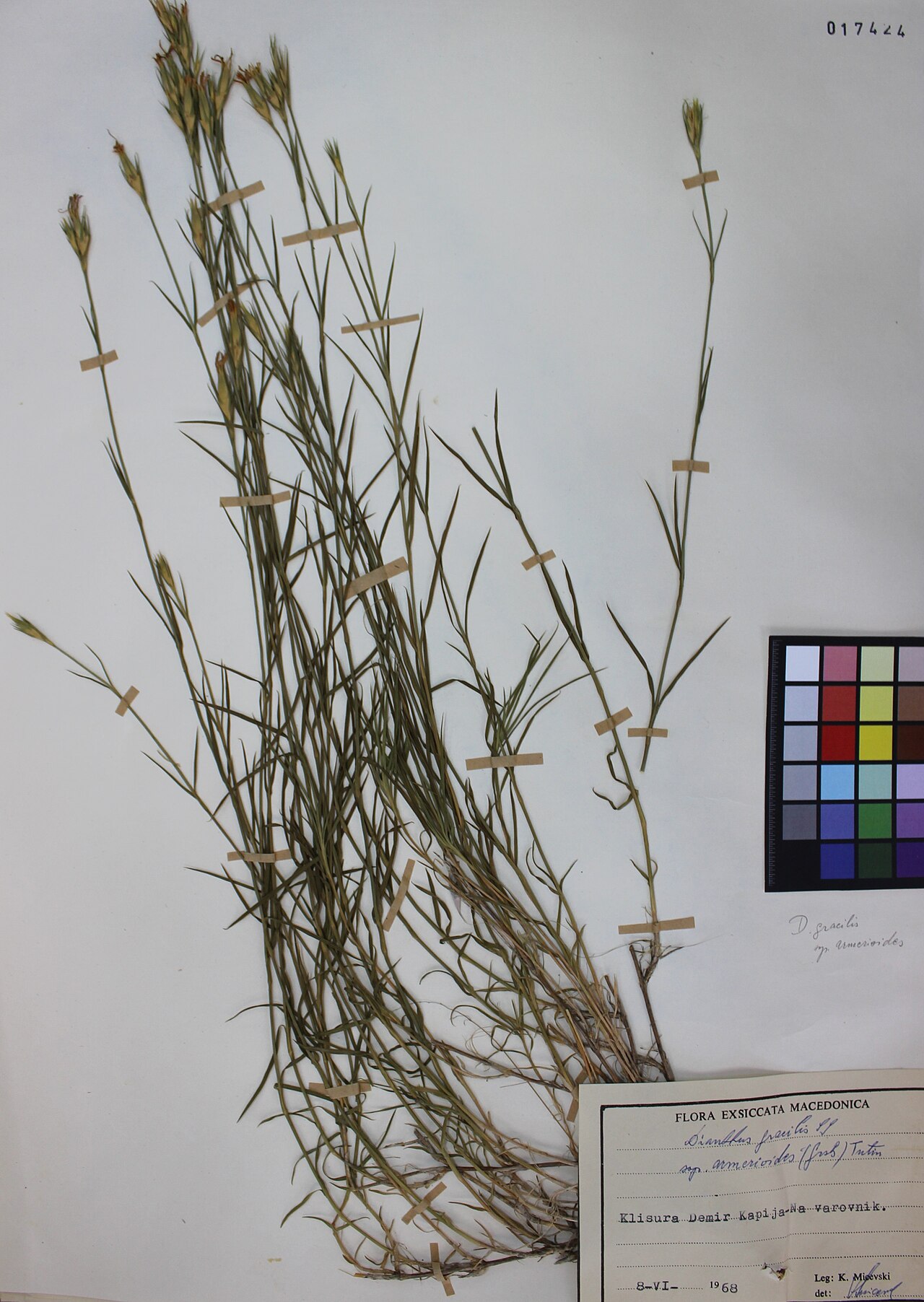 Dianthus gracilis: Dianthus Gracilis subsp. armeriodes (Griseb.) Tutin.