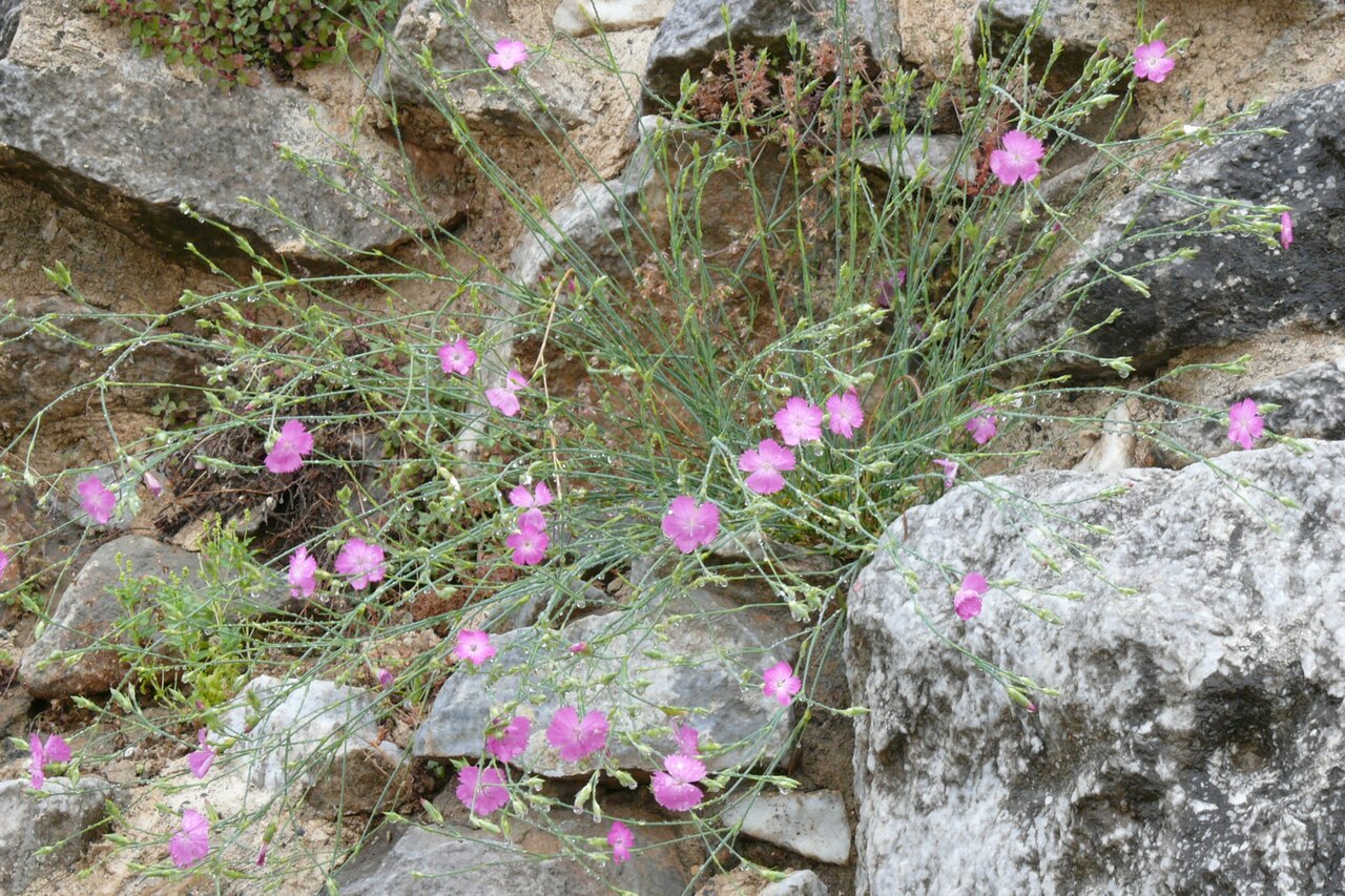 Dianthus gracilis: Dianthus gracilis , Photo from Thasos