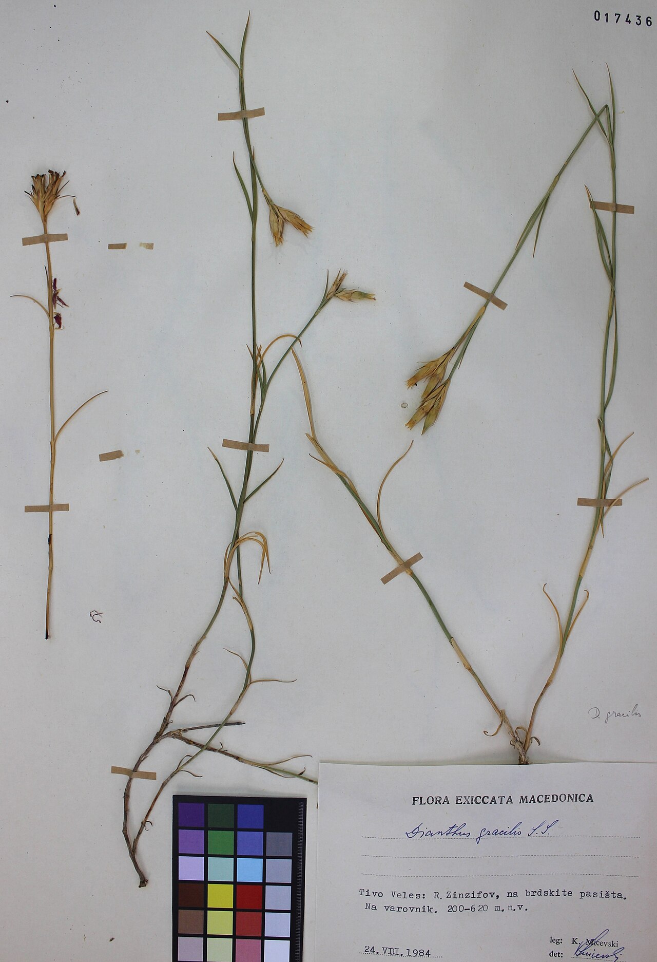 Dianthus gracilis: Dianthus Gracilis Sibth. et Sm.