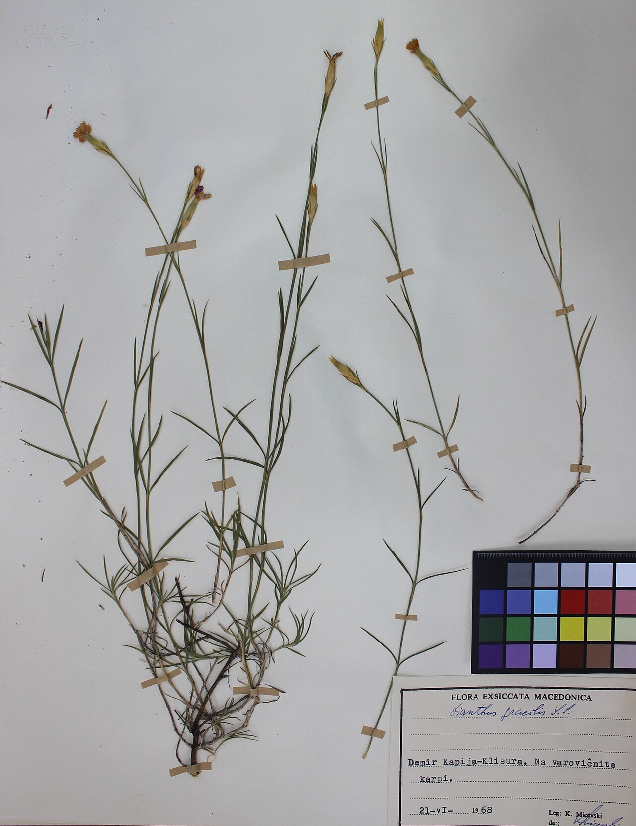 Dianthus gracilis: Dianthus Gracilis Sibth. et Sm.