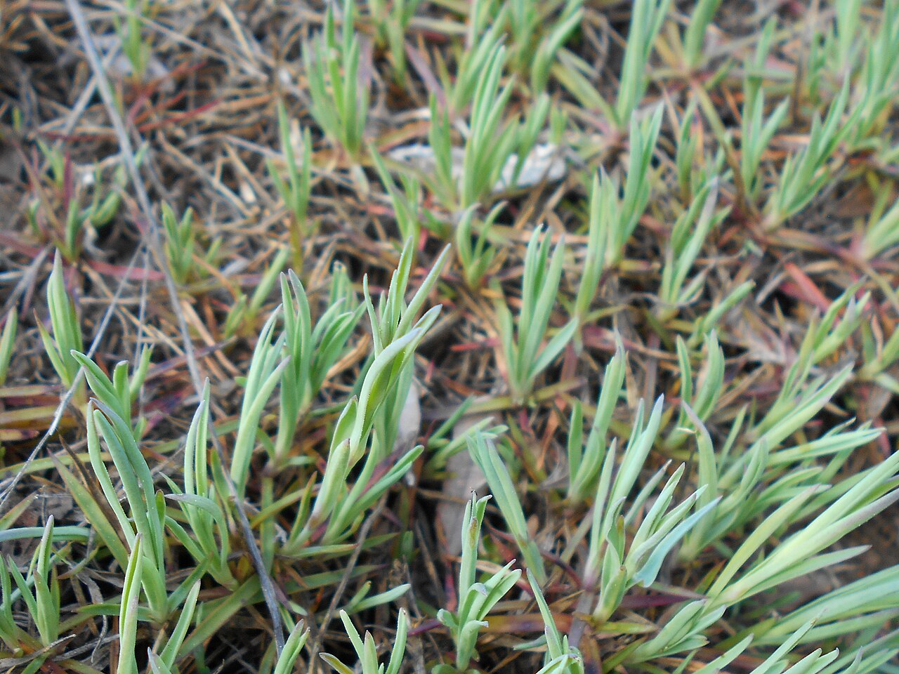 Dianthus graniticus: Dianthus graniticus , Ogród Botaniczny PAN w Warszawie.