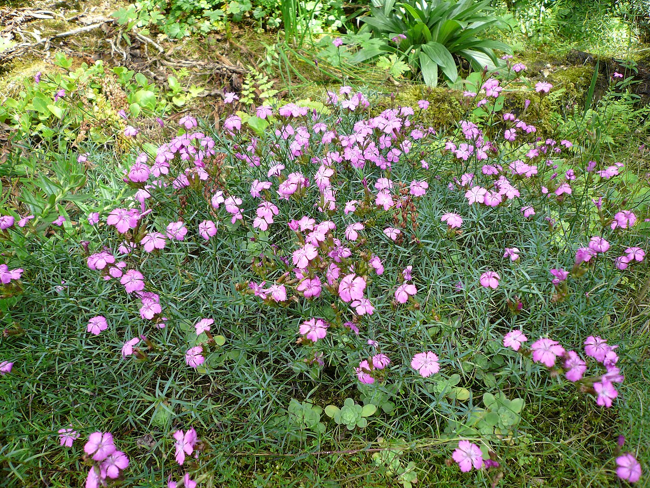 Dianthus graniticus: Dianthus graniticus dans mon jardin