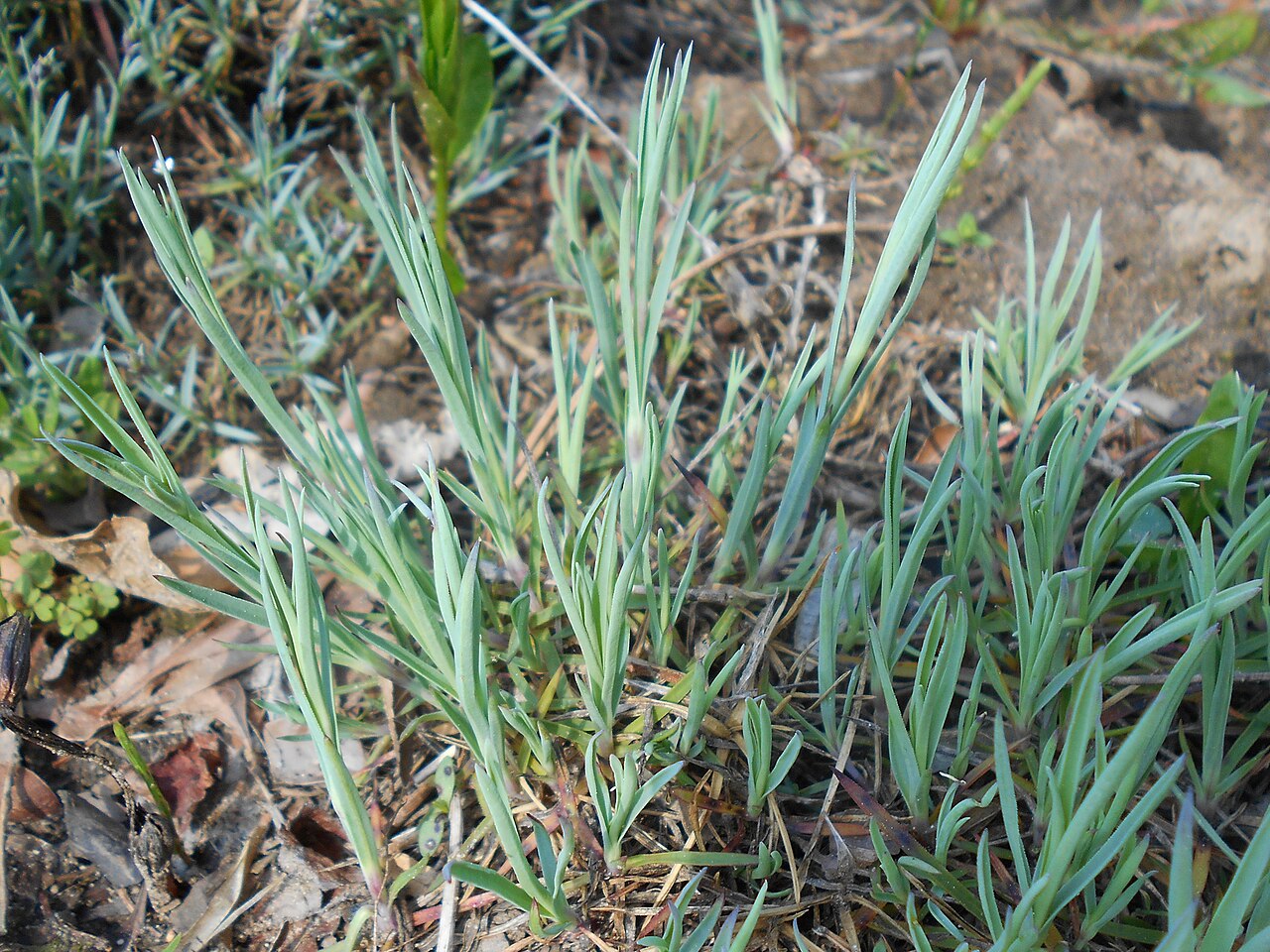 Dianthus graniticus: Dianthus graniticus , Ogród Botaniczny PAN w Warszawie.