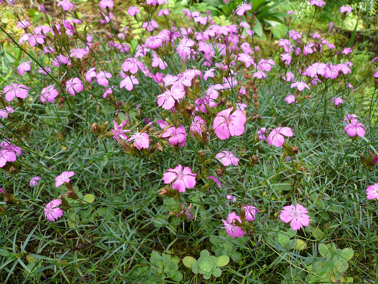 Dianthus graniticus: Dianthus graniticus dans mon jardin