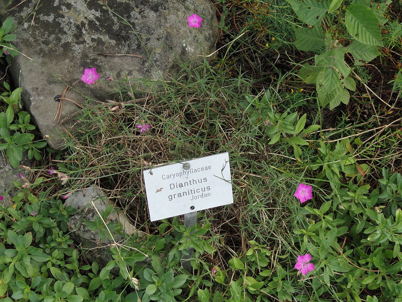 Dianthus graniticus: Botanical specimen in the Botanischer Garten, Frankfurt am Main, located at Siesmayerstraße 72, Frankfurt am Main, Germany.