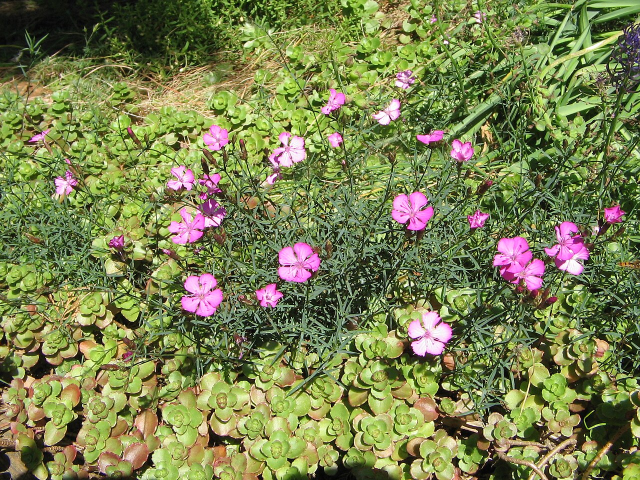 Dianthus graniticus: Dianthus graniticus