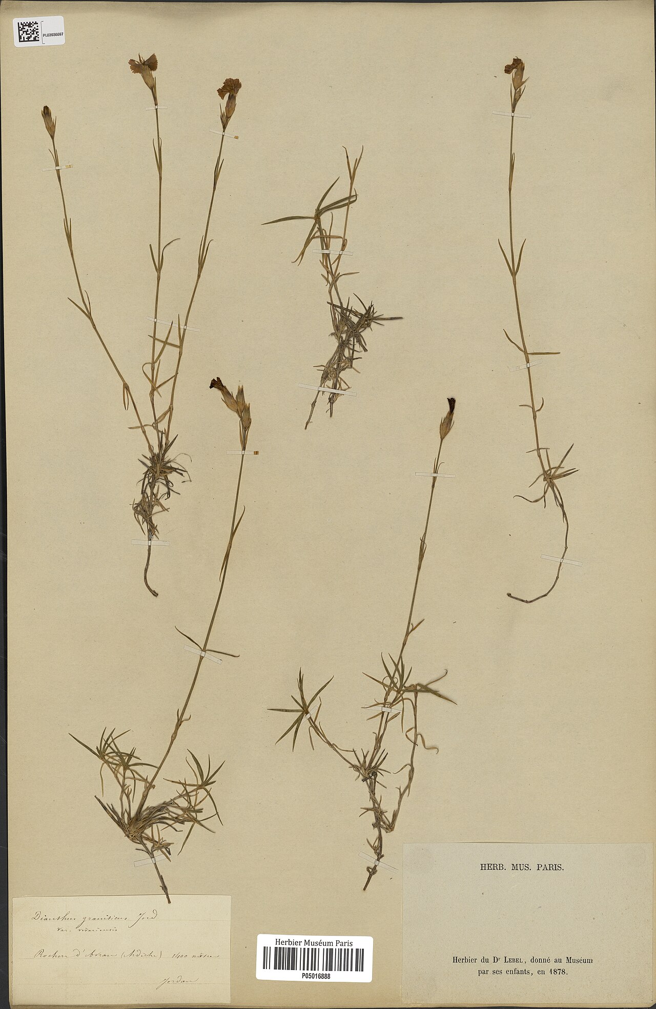 Dianthus graniticus: Dianthus graniticus Jord.667463249