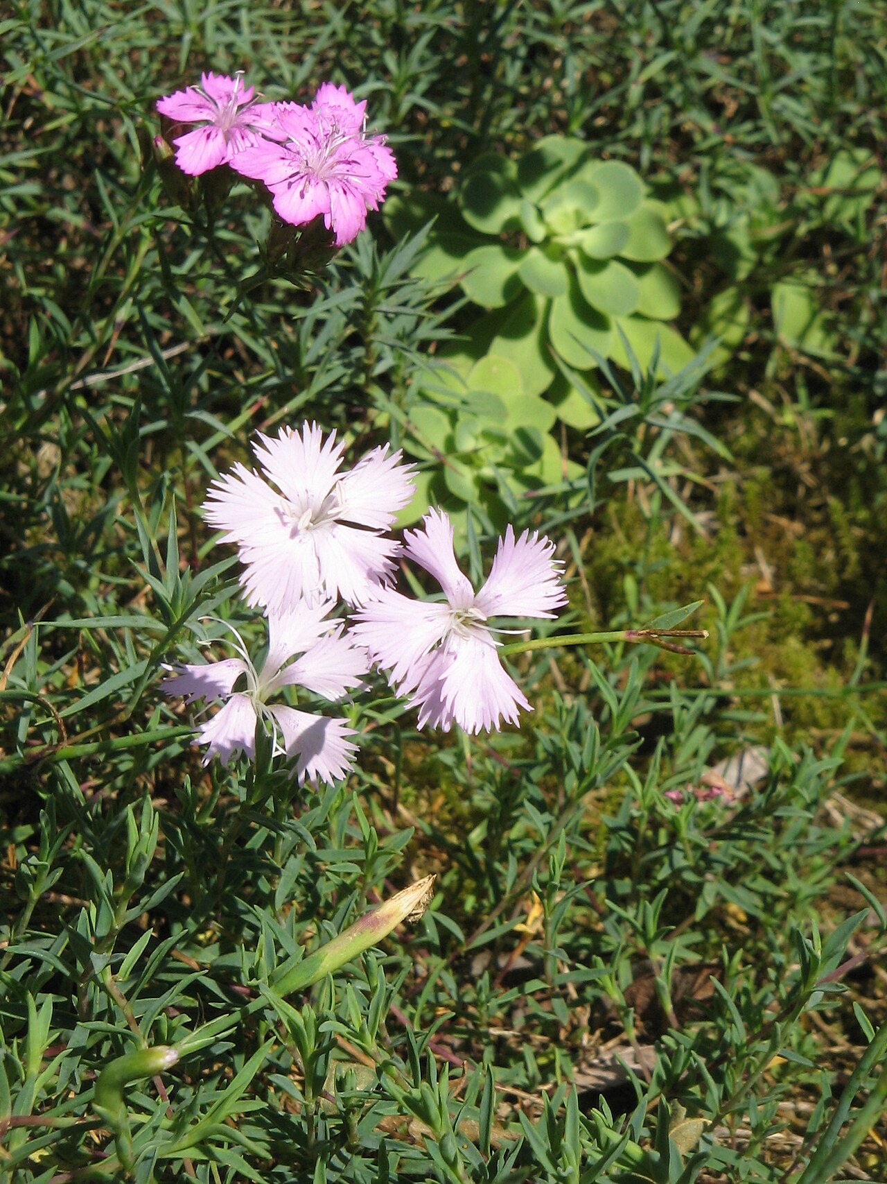 Dianthus graniticus: Dianthus gallicus (foreground) & Dianthus graniticus