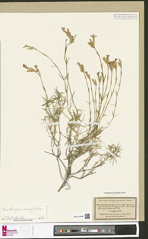 Dianthus graniticus: Dianthus graniticus Jord.2515697782