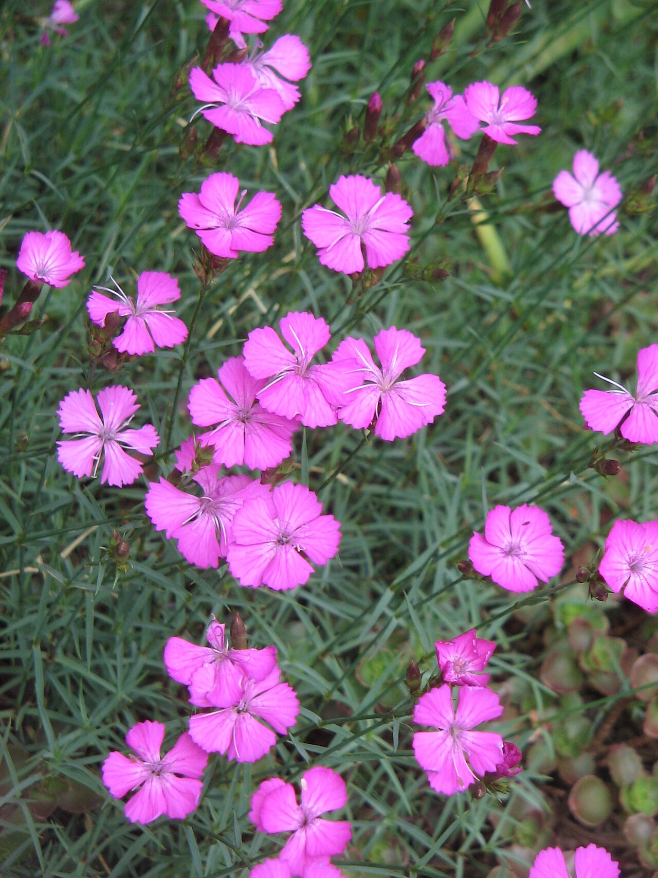 Dianthus graniticus: Dianthus graniticus