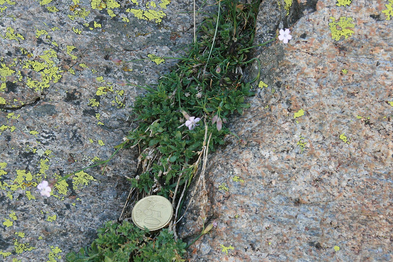 Dianthus gredensis: Flora en las inmediaciones de la Laguna Grande del Circo de Gredos en la Sierra de Gredos. España