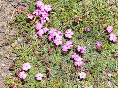 Dianthus haematocalyx (Dianthus haematocalyx)