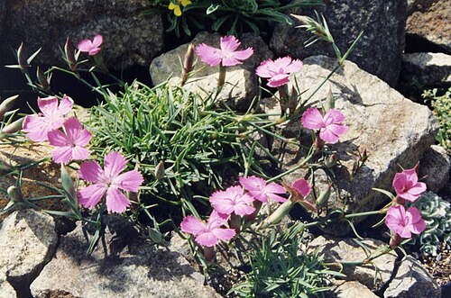 Dianthus haematocalyx: Dianthus haematocalyx