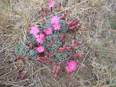 Dianthus haematocalyx (Dianthus haematocalyx)