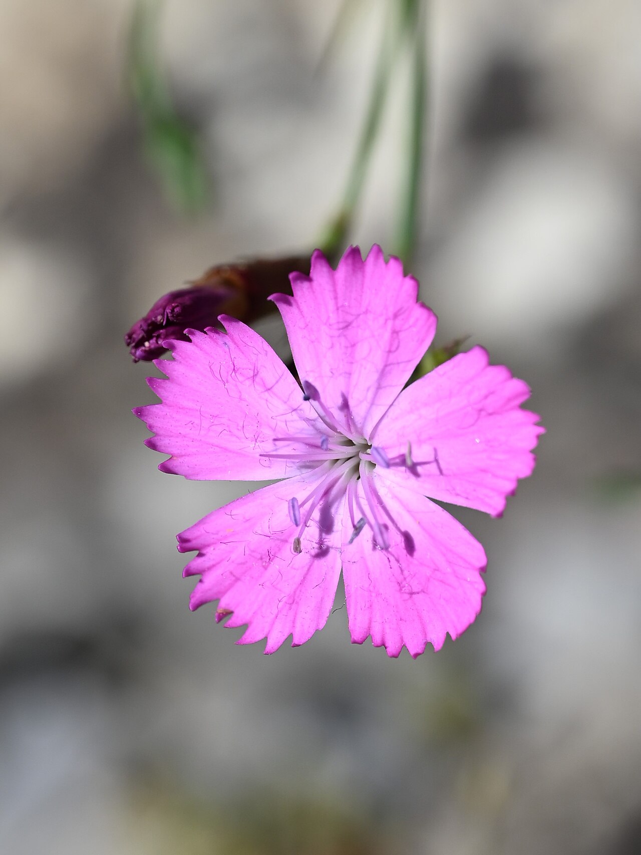 Dianthus henteri: Dianthus henteri in the Botanischer Garten, Berlin-Dahlem