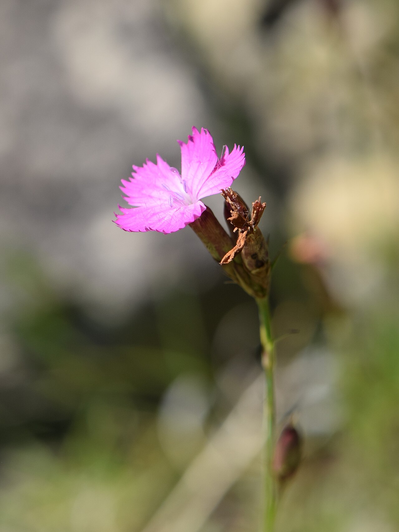 Dianthus henteri: Dianthus henteri in the Botanischer Garten, Berlin-Dahlem