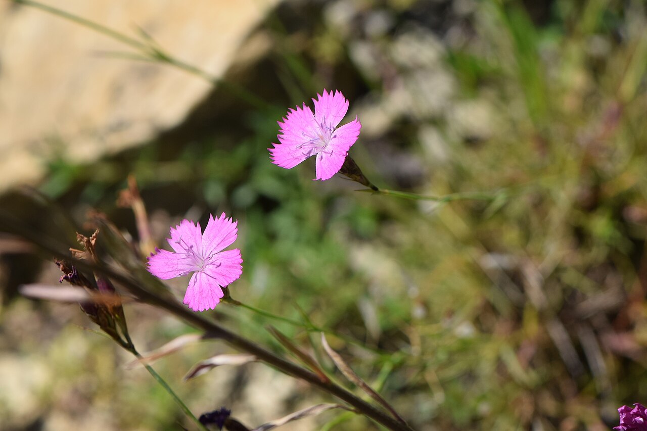 Dianthus henteri: Dianthus henteri in the Botanischer Garten, Berlin-Dahlem