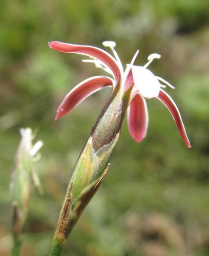 Dianthus holopetalus (Dianthus holopetalus)