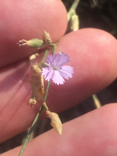 Dianthus humilis (Dianthus humilis)