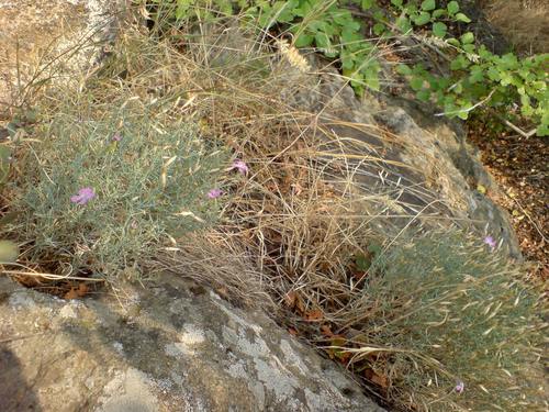 Dianthus hypanicus (Dianthus hypanicus)