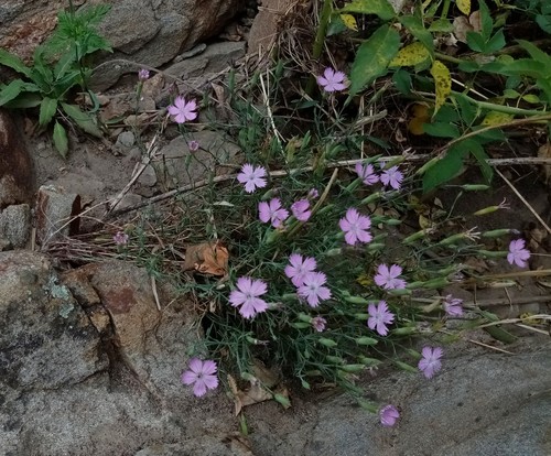 Dianthus hypanicus (Dianthus hypanicus)