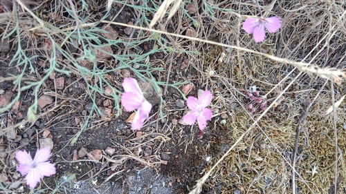Dianthus hypanicus (Dianthus hypanicus)