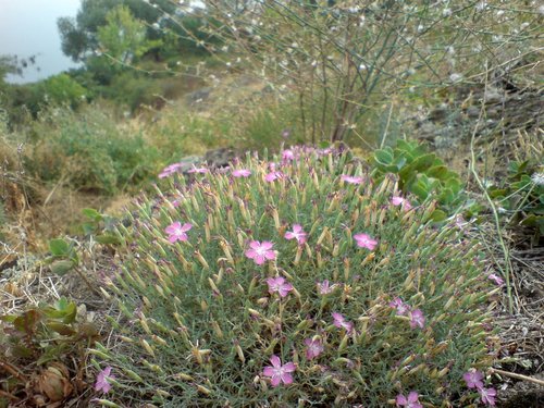 Dianthus hypanicus (Dianthus hypanicus)