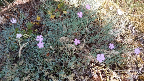 Dianthus hypanicus (Dianthus hypanicus)